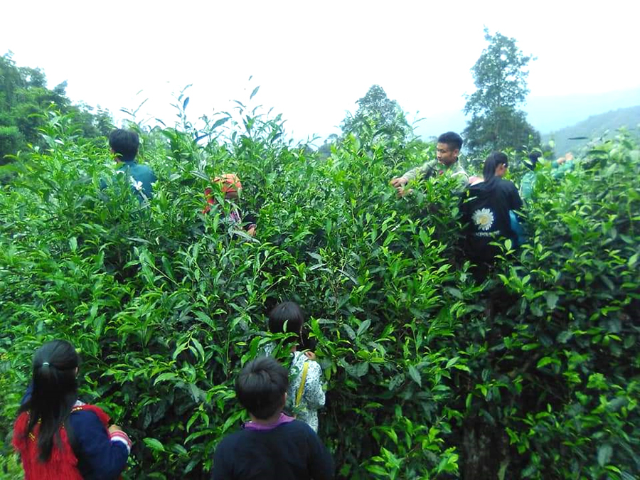 Đồng bào thôn Chu Thượng thu hái chè Shan tuyết cổ thụ.