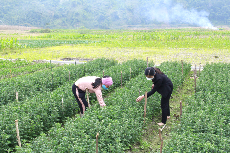 Trồng hoa mang lại thu nhập cao cho người dân xã Đạo Đức.  						Ảnh: AN GIANG