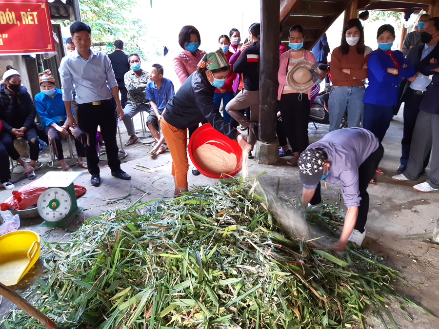 Bà con nhân dân xã Bằng Lang (Quang Bình) tiến hành phương pháp trộn cỏ ủ chua.