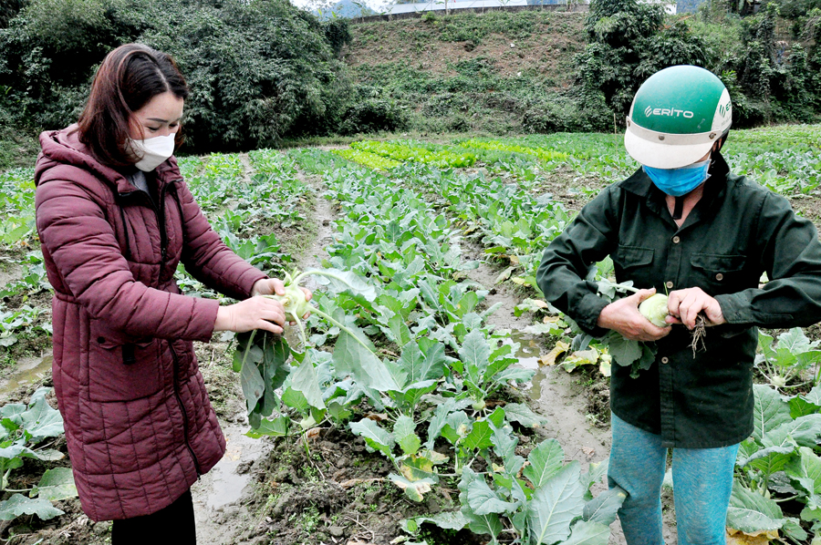 Phó trưởng Trạm Khuyến nông huyện Quang Bình, Dương Mai Long cho biết: Sản xuất cây vụ Đông ở Quang Bình bắt đầu từ cuối tháng 9, ngay sau thu hoạch lúa Mùa sớm. Có những loại cây trồng chỉ sau 45 ngày đã cho thu hoạch; cây trồng chậm nhất cũng không quá 3 tháng. Mỗi ha trồng cây vụ Đông nếu làm tốt, thu nhập của người nông dân chẳng thua kém gì trồng cây chính vụ trong năm.