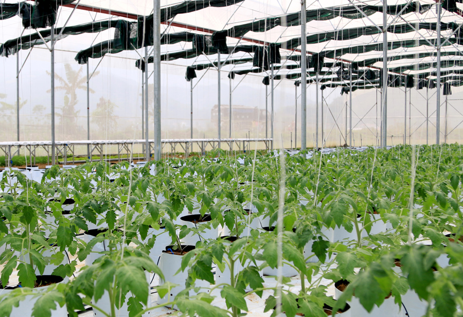 Nguồn vốn Agribank giúp hình thành các mô hình sản xuất nông nghiệp công nghệ cao.