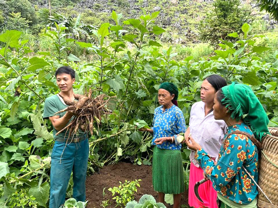 Người dân xã Tả Lủng (Đồng Văn) thu hoạch sâm Khoai.
