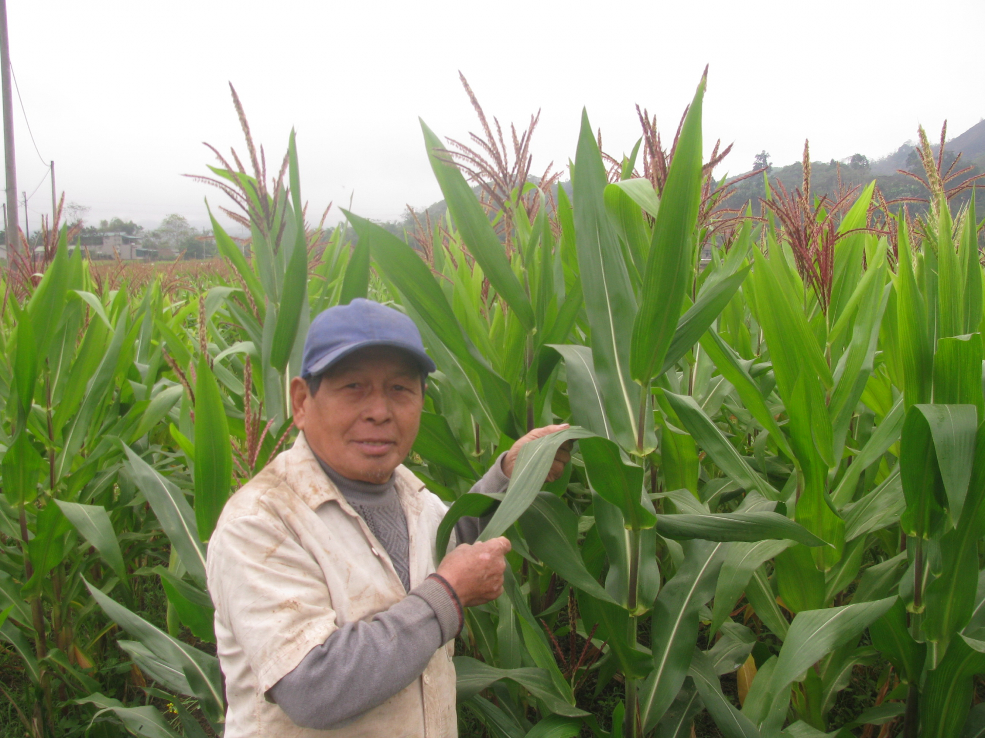 Ông Hoàng Tâm, thôn Tân Thành kiểm tra diện tích ngô vụ Đông.