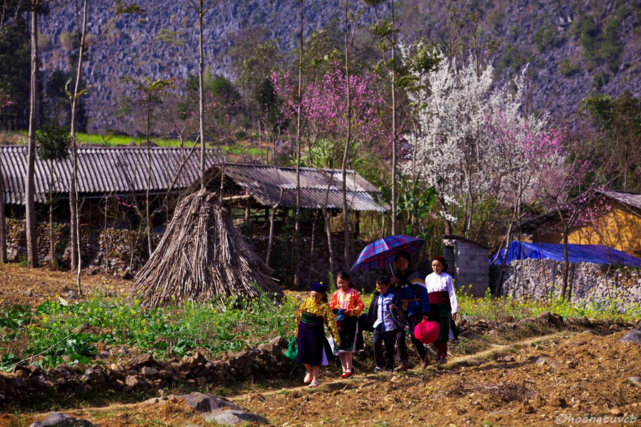 Cảnh sắc Hà Giang ngày xuân về 