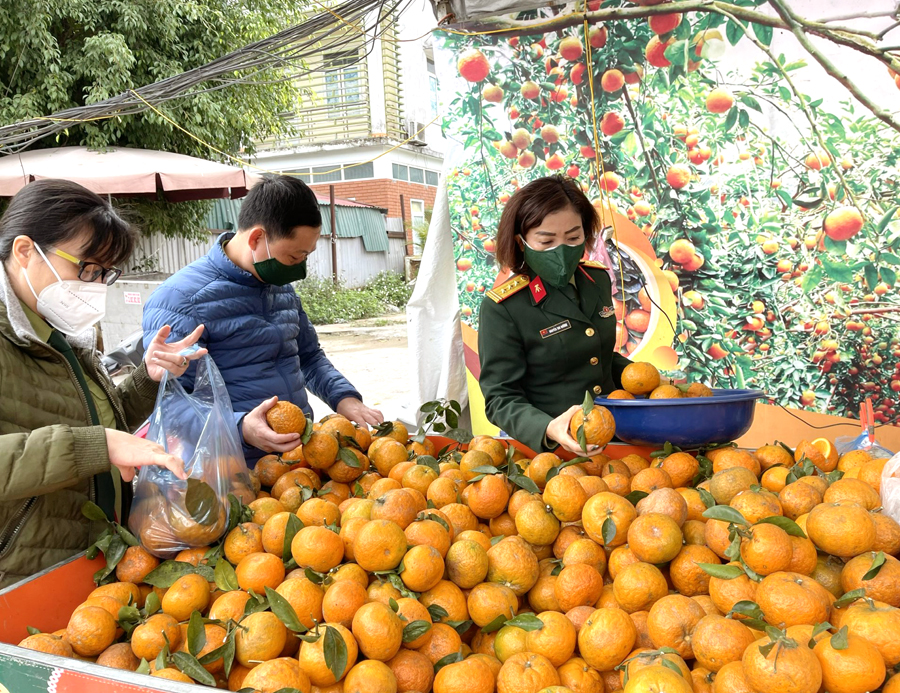 Cam sành Hà Giang được bày bán tại 