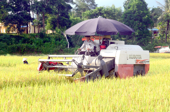 Thu hoạch lúa mùa, chuẩn bị sản xuất vụ đông