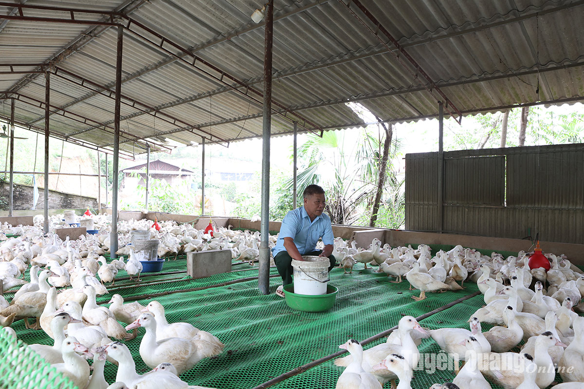 “Cây cao bóng cả” ở Phú Lương