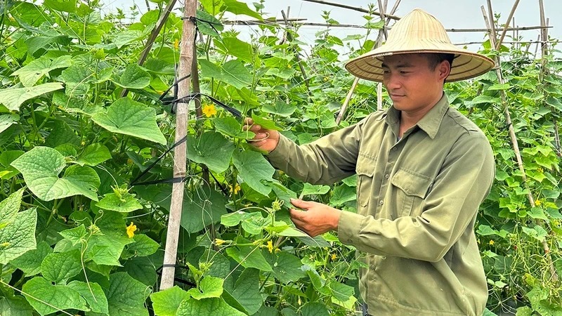 Tăng cường sản xuất, sử dụng phân bón hữu cơ để tăng lợi ích cho nông nghiệp